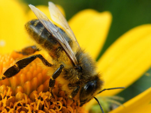 #pszczoła #owad