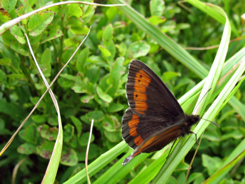 przy bieszczadzkich szlakach #motyle #natura