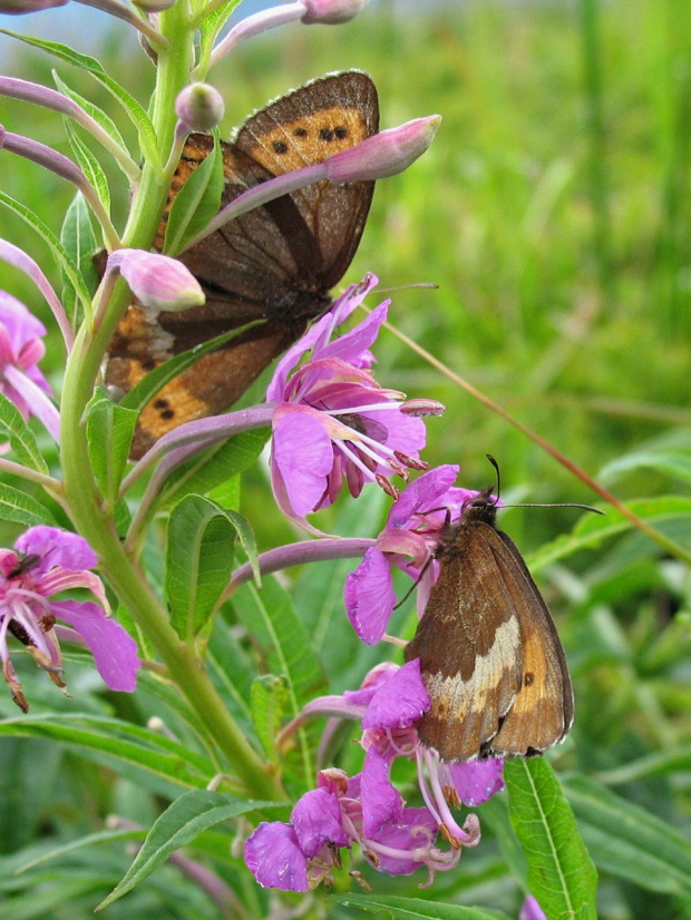 przy bieszczadzkich szlakach #motyle #natura