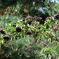 Bez czarny (Sambucus nigra L.)