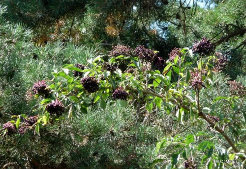 Bez czarny (Sambucus nigra L.)