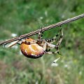 krzyżak łąkowy - Araneus quadratus.