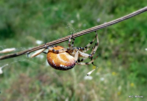 krzyżak łąkowy - Araneus quadratus.