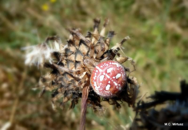 krzyżak łąkowy - Araneus quadratus.