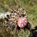 krzyżak łąkowy - Araneus quadratus.