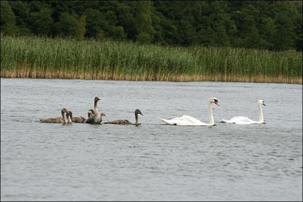 dziabągi