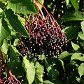 Bez czarny (Sambucus nigra L.)