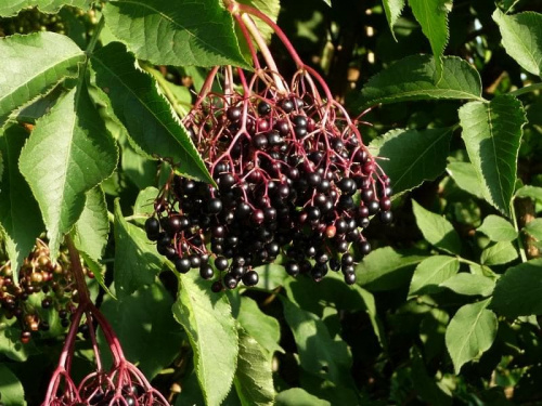 Bez czarny (Sambucus nigra L.)