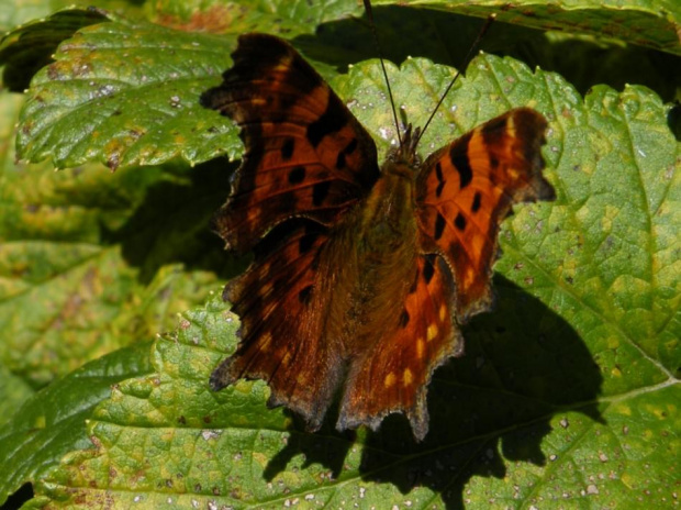 już myślałam ... że więcej innych motyli nie spotkam.. a tu niespodzianka #motyl #owad