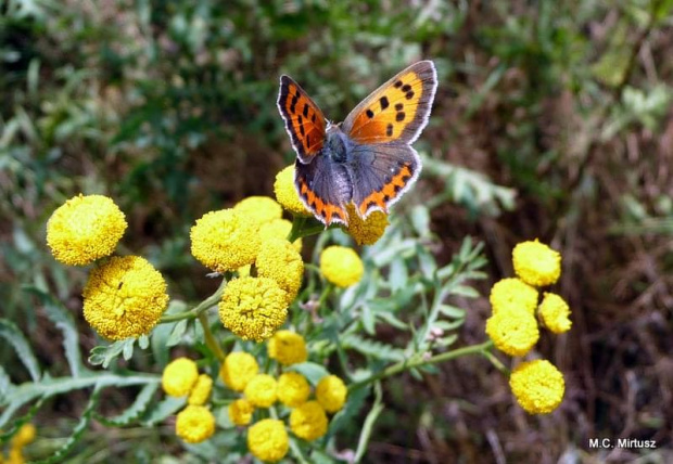 Czerwończyk żarek (Lycaena phlaeas syn. Lycaena phlaeoides)