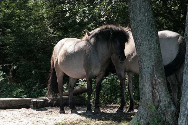 konik polski