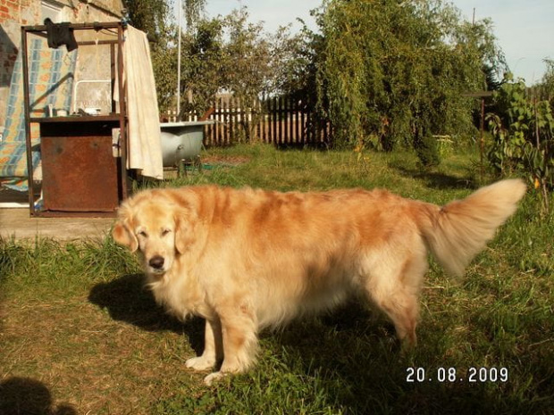 Łysy golden