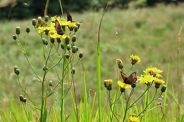 przy bieszczadzkich szlakach #góry #Bieszczady #PołoninaWetlińska #motyle