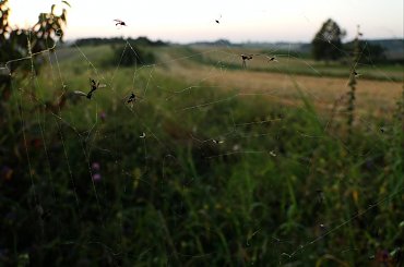 Podczas wyprawy na zachód słońca spotkałem taką rzeźnię... #pajęczyna #owady #martwe #nieżywe #zjedzone #pająk