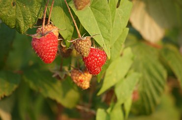 Winogrona, kwiaty #graoes #winogrona #flowers #kwiaty #xnifar #rafinski