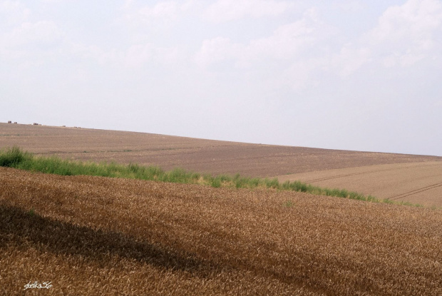 teraz to już czekamy na dożynki ... #pola #zboże #przyroda #natura #łąki #żniwa