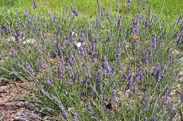 07.2009 #ogrody #rosliny