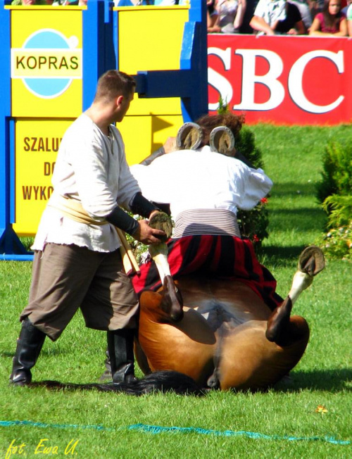 w końskich objęciach z kopytami na szyi :) #WKKW #PucharŚwiata #konie #strzegom #zawody