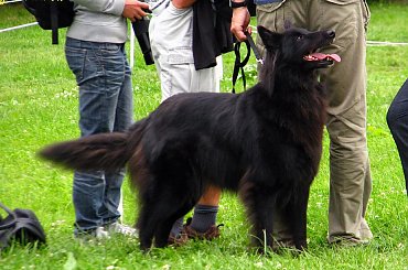 tych psów to tam było więcej niż koni :P #wkkw #strzegom #psy