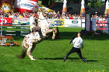 pokazy kaskaderskie, moment później koń rąbnął kopytkami w tarczę :) a swoją drogą na oklep sie utrzymać to sztuka #WKKW #puchar #strzegom #konie #zawody