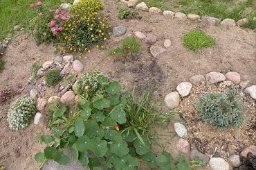 07.2009 #ogrody #rosliny