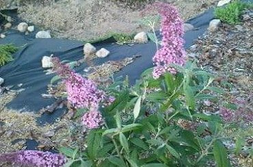 08.2009 #ogrody #rosliny