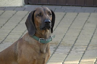 Dumne spojrzenie :-)) #pies #suczka #PosokowiecBawarski