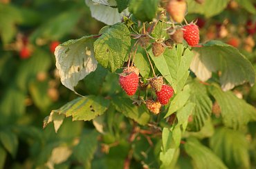 Winogrona, kwiaty #graoes #winogrona #flowers #kwiaty #xnifar #rafinski