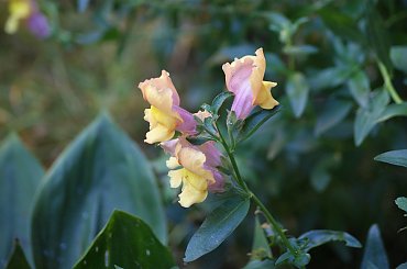 Winogrona, kwiaty #graoes #winogrona #flowers #kwiaty #xnifar #rafinski