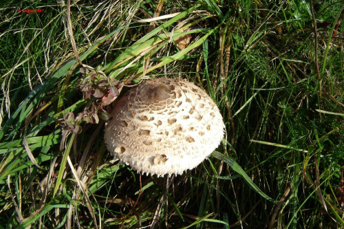 grzyby, mushrooms #grzyby #mushrooms #xnifar #rafinski