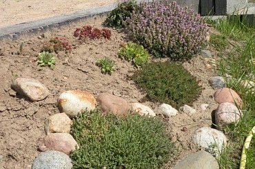 08.2009 #ogrody #rosliny