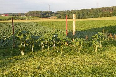 07.2009 #ogrody #rosliny