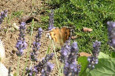 07.2009 #ogrody #rosliny