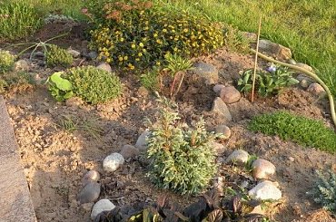 08.2009 #ogrody #rosliny