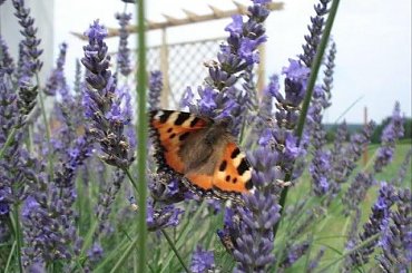 08.2009 #ogrody #rosliny