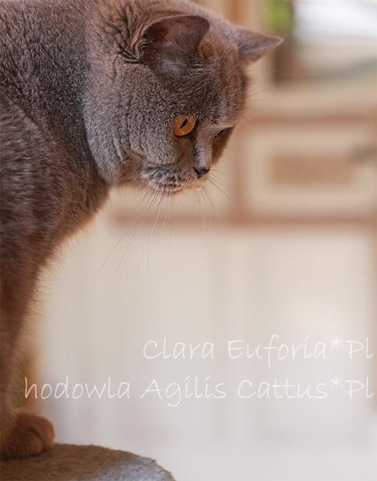 Clara Euforia z hodowli Agilis Cattus*Pl