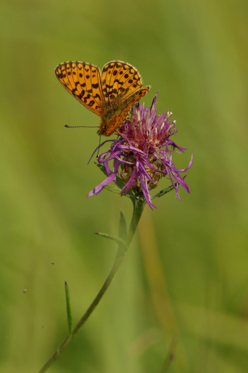 #kwiat #motyl #natura