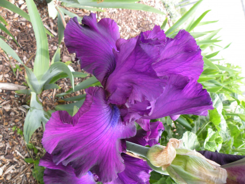 Iris 'Royalist' TB