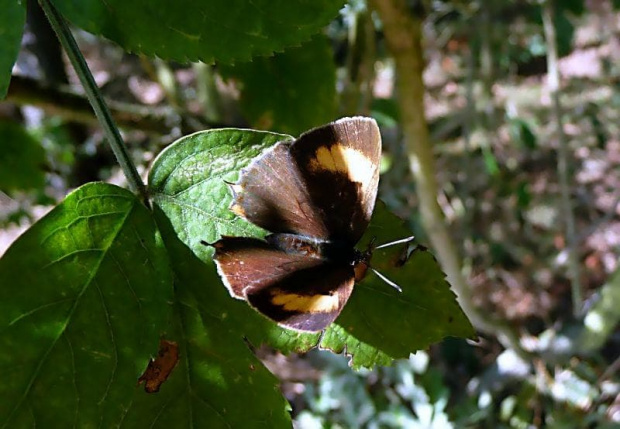 Ogończyk brzozowiec (Thecla betulae)