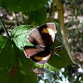 Ogończyk brzozowiec (Thecla betulae)