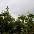 Cornus controversa 'Pagoda'