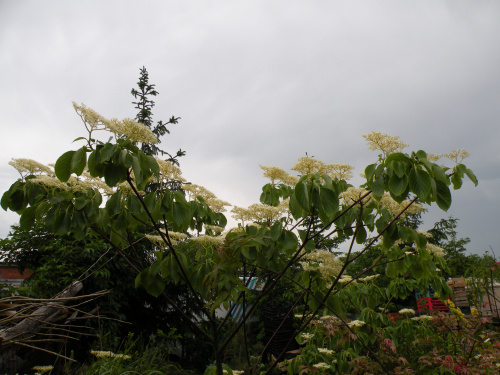 Cornus controversa 'Pagoda'