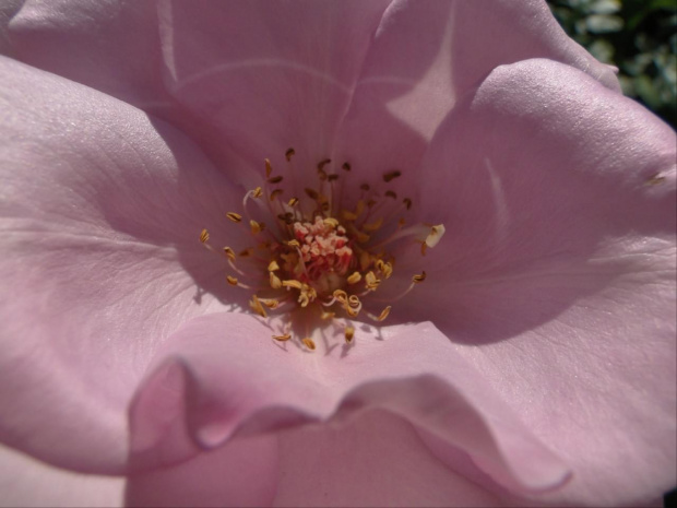 Dziendoberek wszystkim ;-) #róża #makro #środek #kwiat #różowe