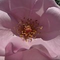 Dziendoberek wszystkim ;-) #róża #makro #środek #kwiat #różowe