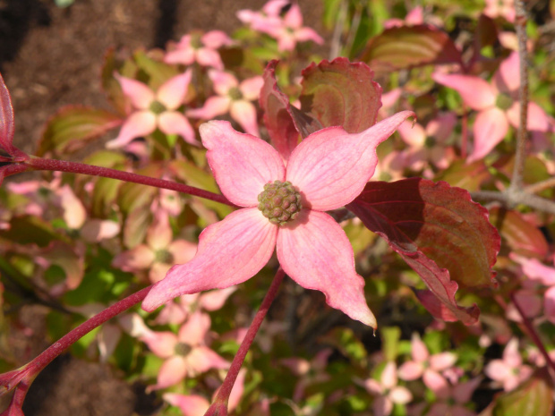 Cornus kousa 'Beni Fuji'