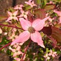 Cornus kousa 'Beni Fuji'