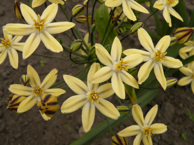 Triteleia ixioides 'Starlight'