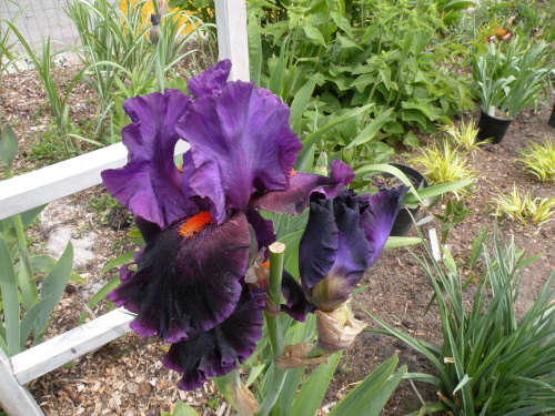 Iris 'Local Color' TB