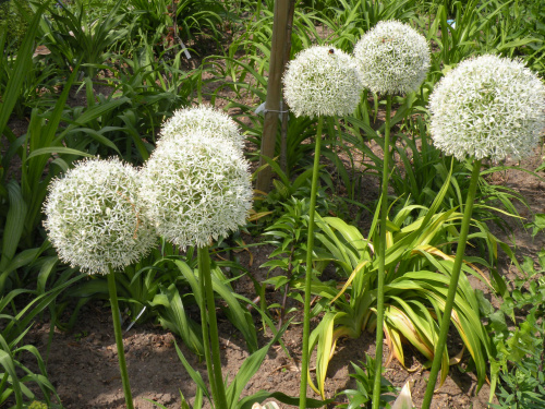 Allium '?'