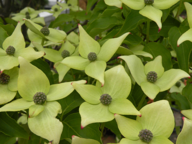 Cornus kousa 'Milky Way'